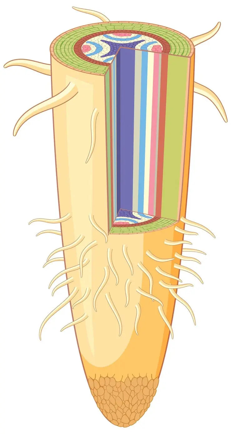 What Are Elastin Fibers and How Do They Affect Your Skin