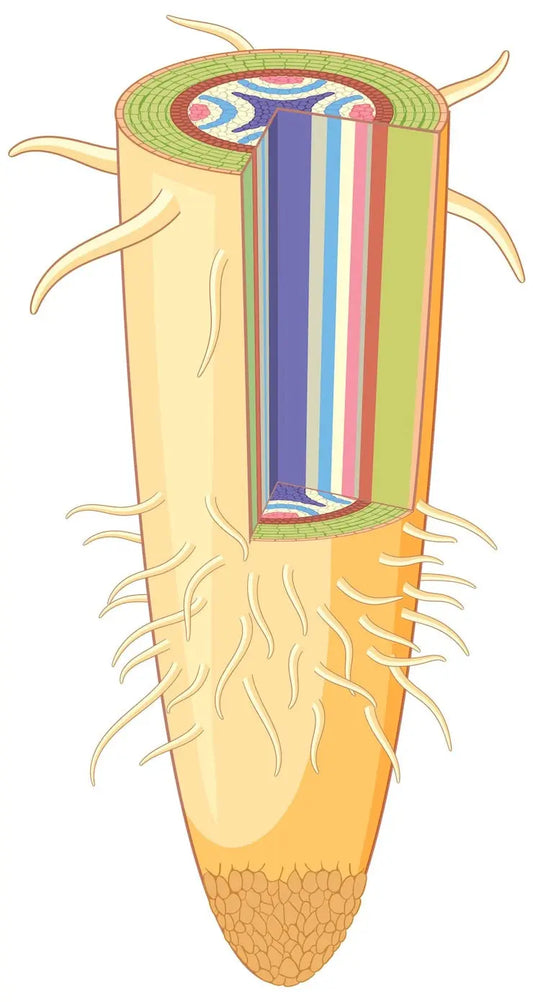 What Are Elastin Fibers and How Do They Affect Your Skin