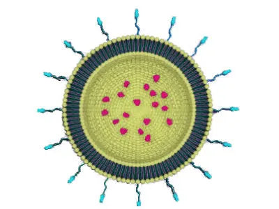 Liposome structure showing encapsulation of vitamin C for liposomal vitamin C delivery system