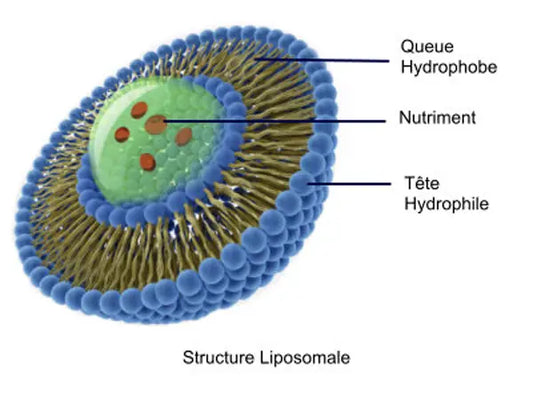 Illustration of a liposome, a vesicle with:  Hydrophilic heads (blue) facing water,  Hydrophobic tails (yellow) forming the barrier,  Encapsulated nutrient (green core) protected inside.